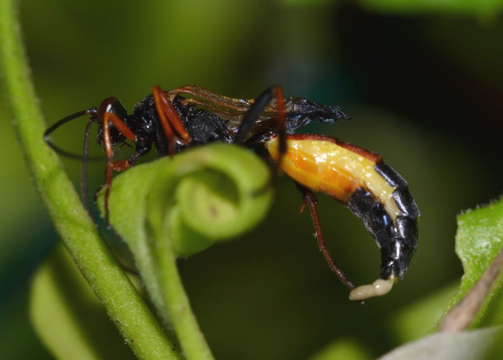 Ichneumonidae da identificare (156)